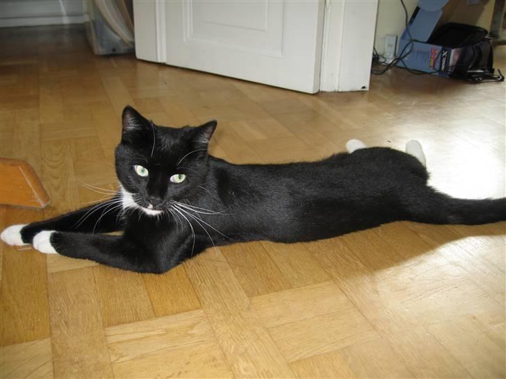 Huskat Pisk - Velkommen. billede 1