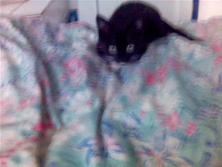 Huskat Pisk - da han var killing. billede 2