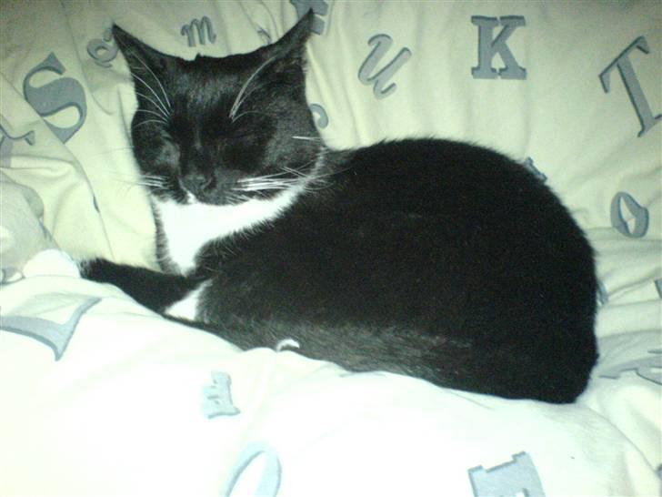 Huskat Pisk billede 3