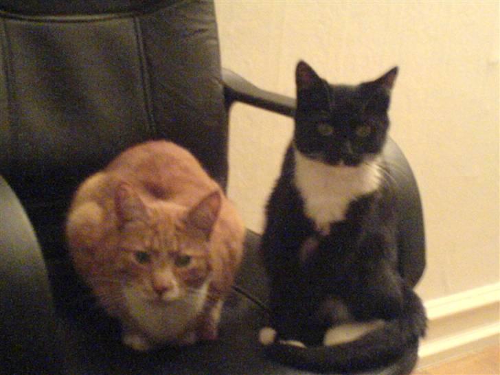 Huskat Pisk - Pisk sammen med røde, nytårs aften 2005/2006 billede 4