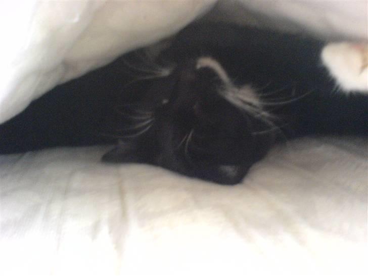 Huskat Pisk billede 5