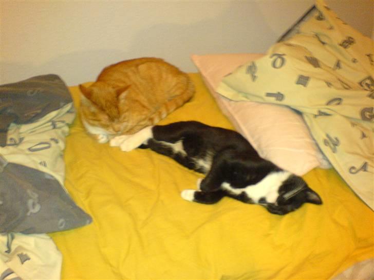 Huskat Pisk - ZZZZZZZZZZZZ....... billede 6