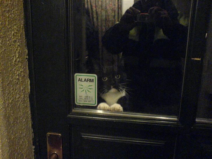 Huskat Pisk - Jeg vil ind! billede 7