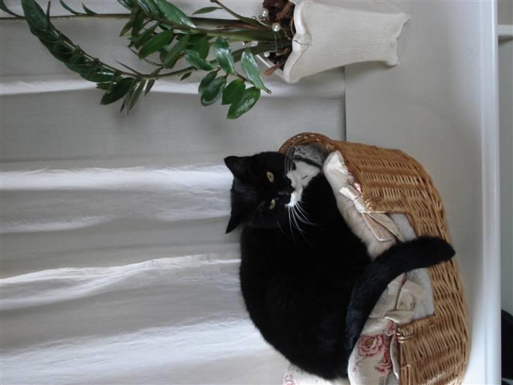 Huskat micro og lillemis - micro billede 2