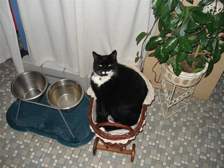 Huskat micro og lillemis - lillemis måske lidt for stor til dukkevognen billede 3