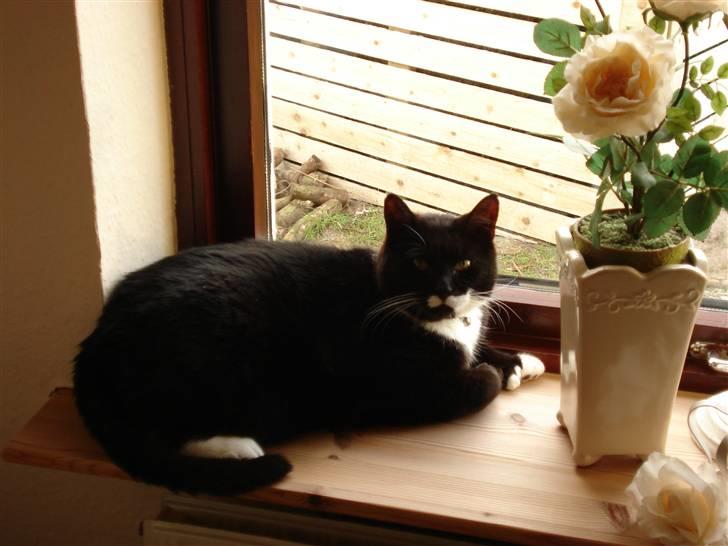 Huskat micro og lillemis - lillemis billede 4