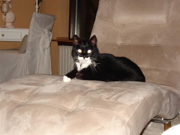 Huskat micro og lillemis - micro ren hygge  billede 5