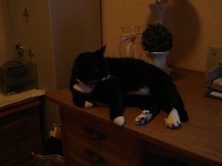 Huskat micro og lillemis - lillemis billede 6