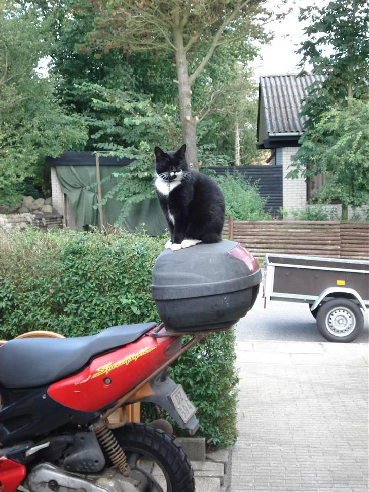 Huskat micro og lillemis - lillemis holder øje billede 7