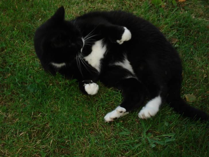 Huskat micro og lillemis - lillemis billede 8