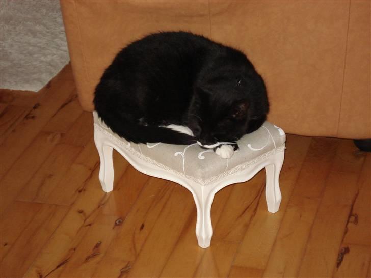 Huskat micro og lillemis - lillemis tager en lille lur billede 9