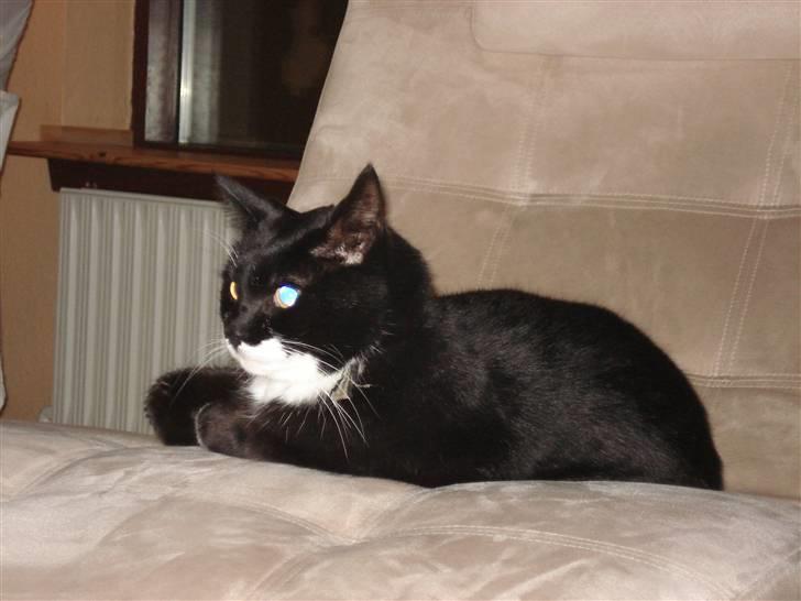 Huskat micro og lillemis - micro billede 10