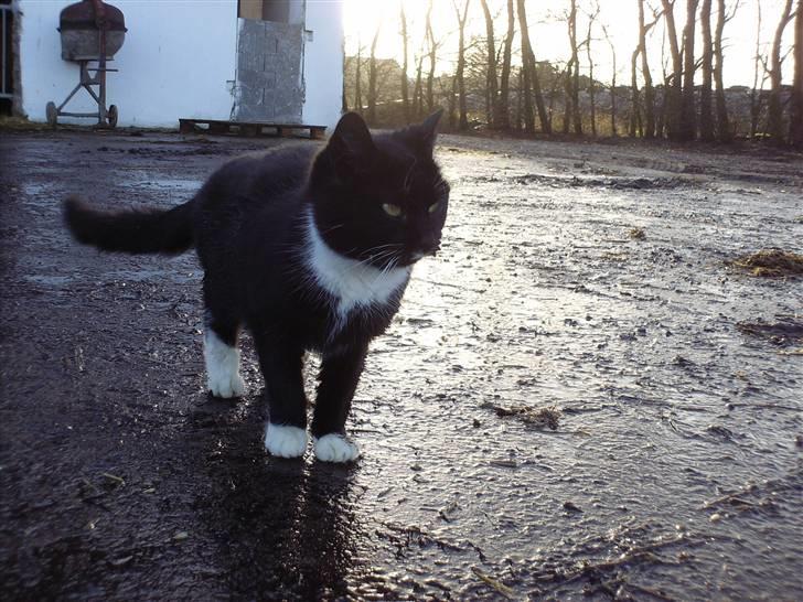 Blanding af racer mille - se lige det dumme vejr billede 6