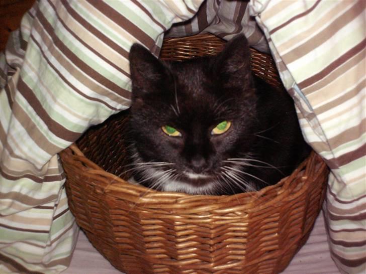 Blanding af racer mille - tite bøøø...!! billede 7