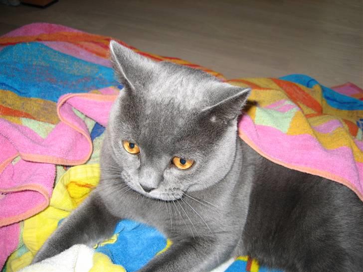 British Shorthair Emil - Altid hjælpsom når der skal vaskes tøj  billede 6