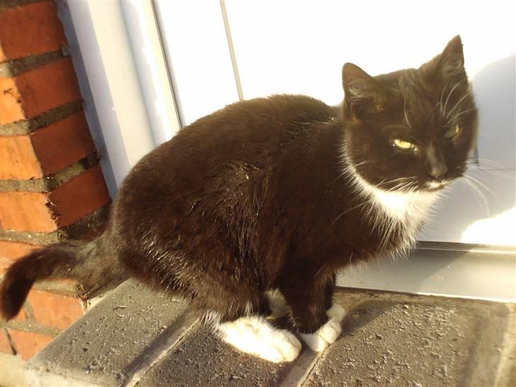 Blanding af racer mille billede 8