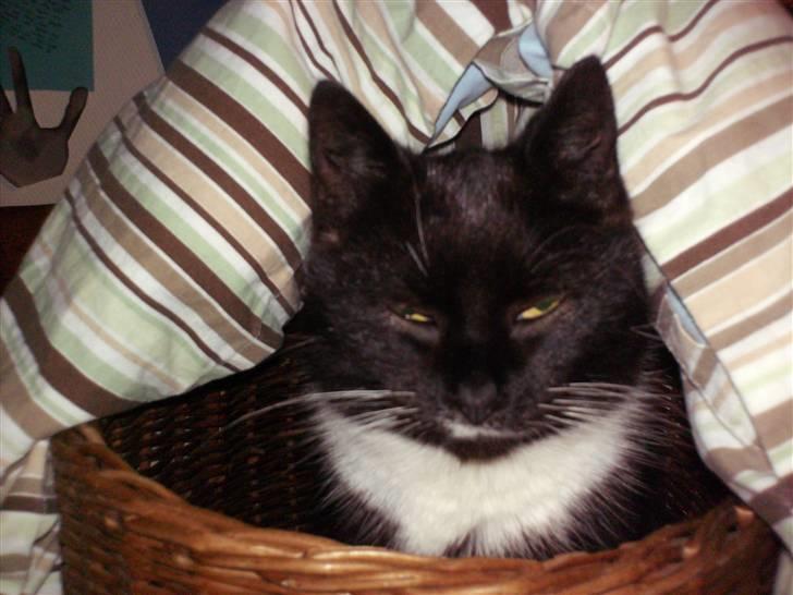 Blanding af racer mille - godmorgen alle sammen billede 9