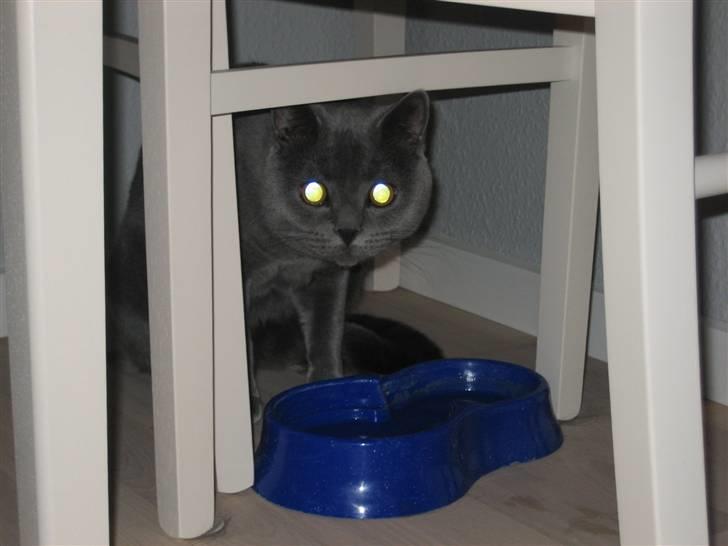 British Shorthair Emil - Da den gamle vandskål "forsvandt" ind under bordet. billede 7