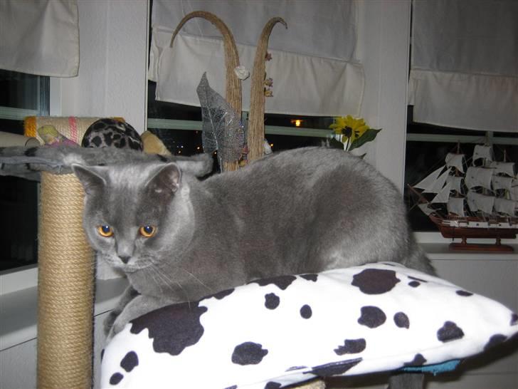 British Shorthair Emil billede 8