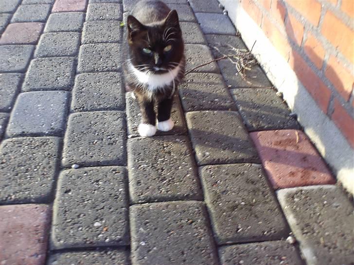 Blanding af racer mille billede 10