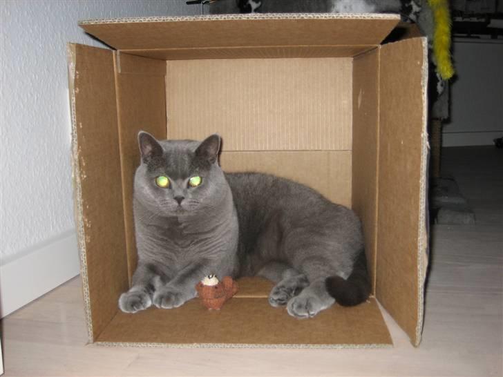 British Shorthair Ida billede 12