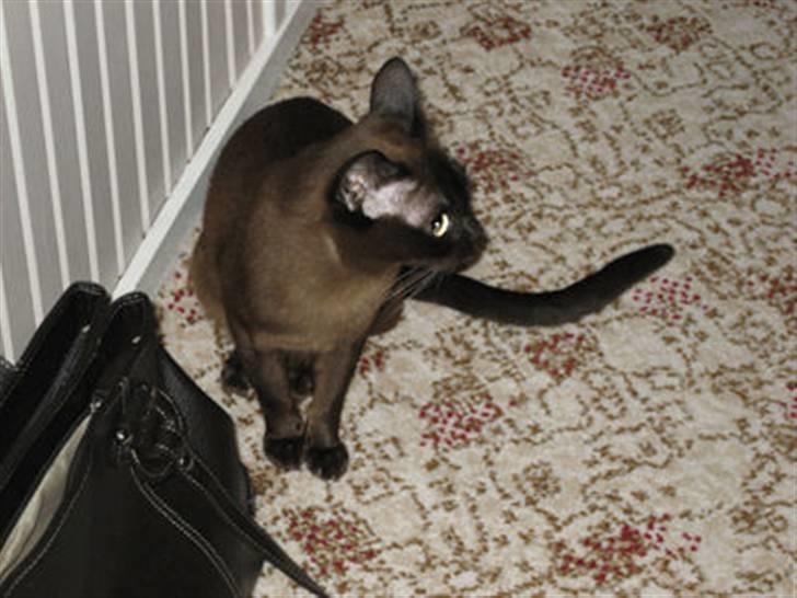 Burmeser Bianca - Bianca 2008 billede 9