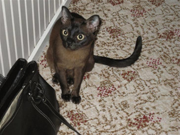 Burmeser Bianca - Bianca 2008 billede 10