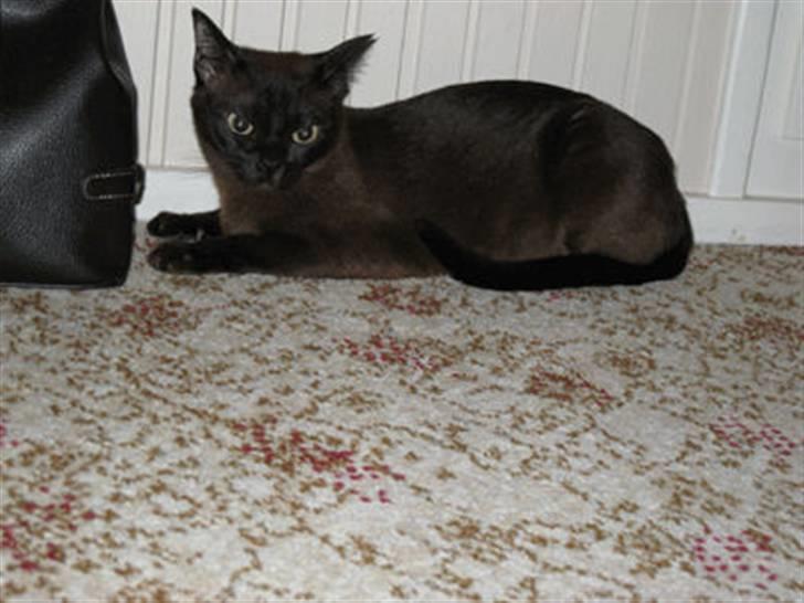 Burmeser Bianca - Bianca 2008 billede 11