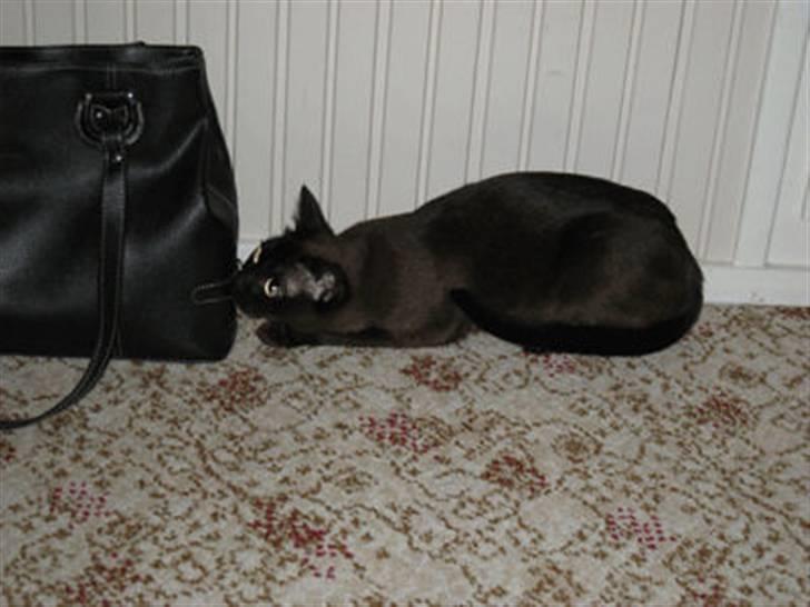 Burmeser Bianca - Bianca på lur 2008 billede 12