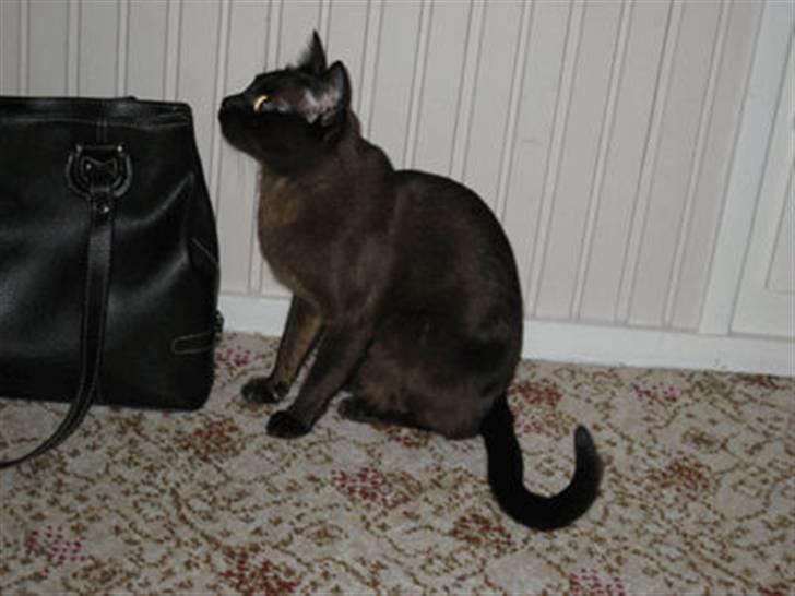 Burmeser Bianca - Bianca 2008 billede 13