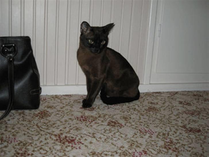 Burmeser Bianca - Bianca 2008 billede 14