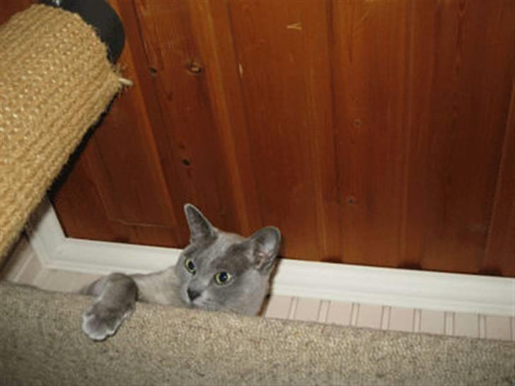 Burmeser Misti - Misti på hylden under loftet i gangen billede 12