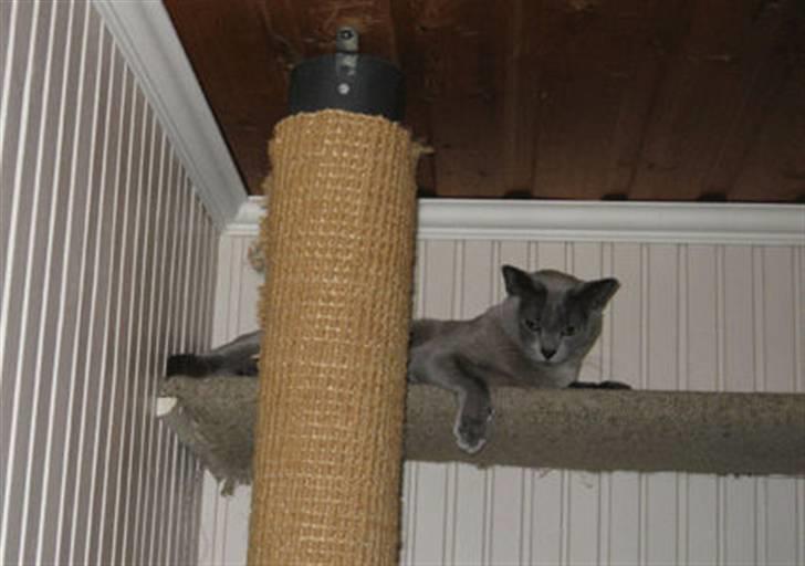 Burmeser Misti - Misti på hylden under loftet i gangen billede 13