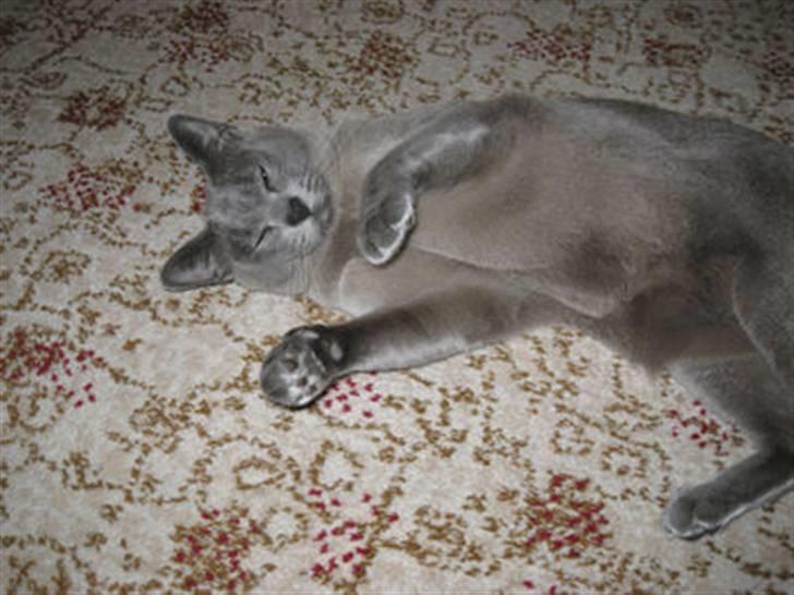 Burmeser Misti - Misti 2008, jeg er bare så kælen så kælen. billede 14