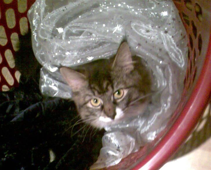 Blanding af racer Lindsay * flyttet* - Moars vasketøjskurv er såååååå dejlig billede 7