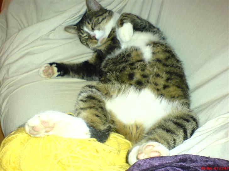 Blanding af racer Mickey - Kan man ha det meget bedere? ;o) billede 14