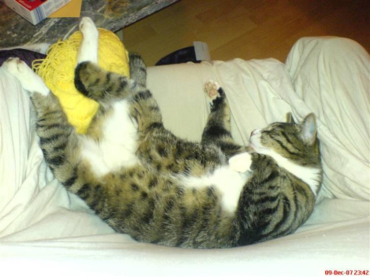 Blanding af racer Mickey billede 15