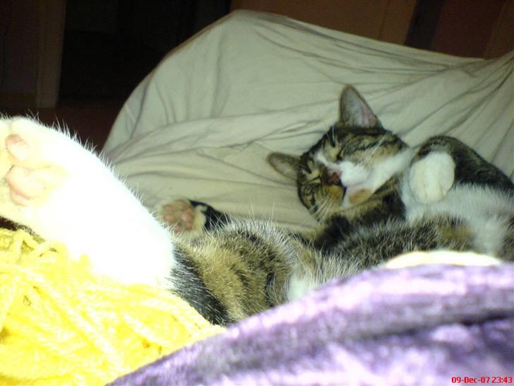 Blanding af racer Mickey billede 16