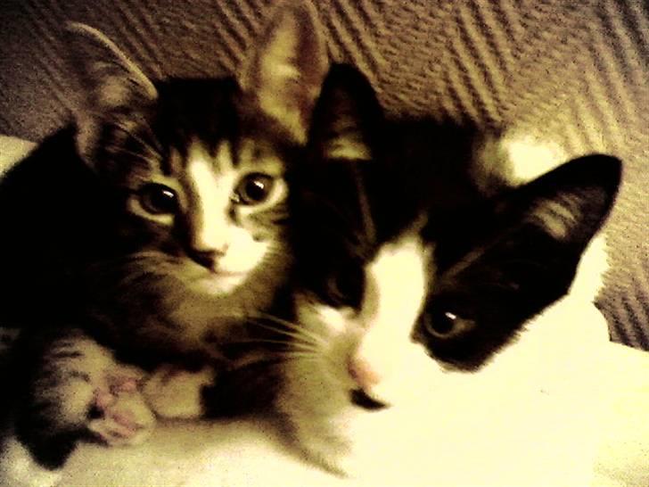 Blanding af racer Mickey - Mickey og hans bror Dino, som vi gav væk til venner der holder os ajour om hans velbefindende. Dejligt. billede 17