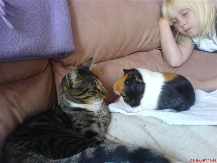 Blanding af racer Mickey billede 18