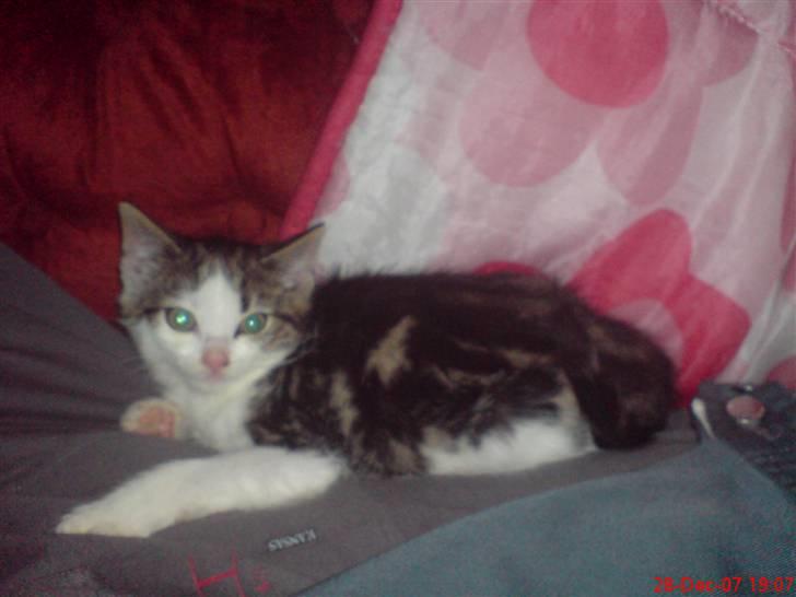 Huskat mis billede 3