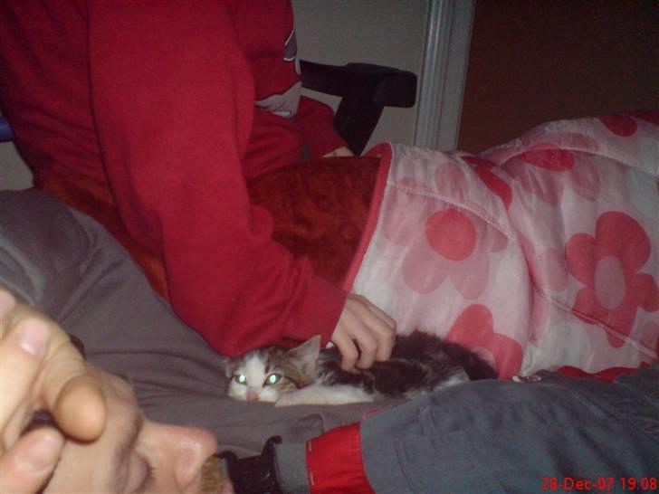 Huskat mis billede 4