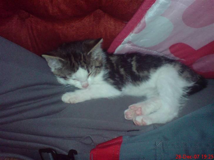 Huskat mis billede 6