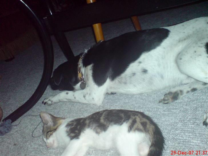 Huskat mis billede 7