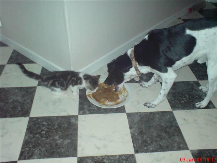 Huskat mis billede 8