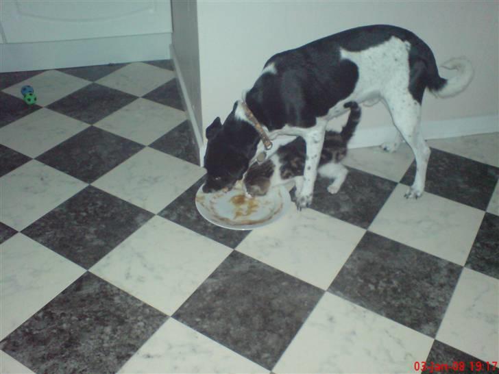 Huskat mis billede 9