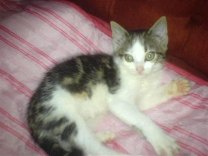 Huskat mis billede 11