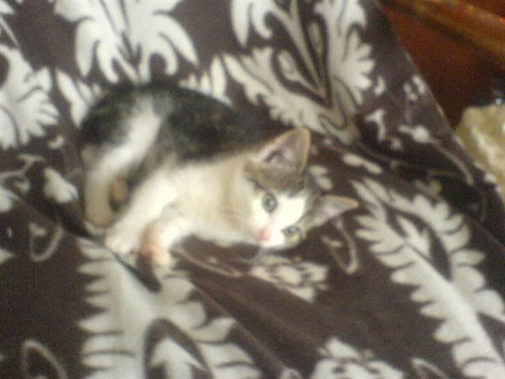 Huskat mis billede 12