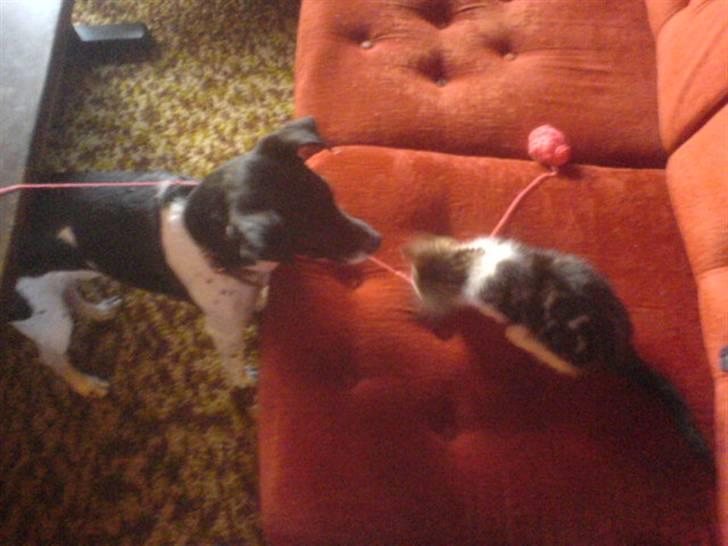 Huskat mis billede 14