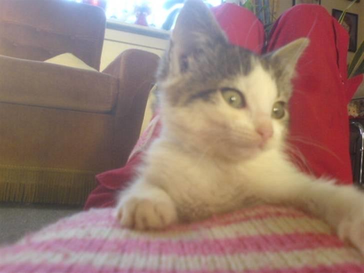 Huskat mis billede 15